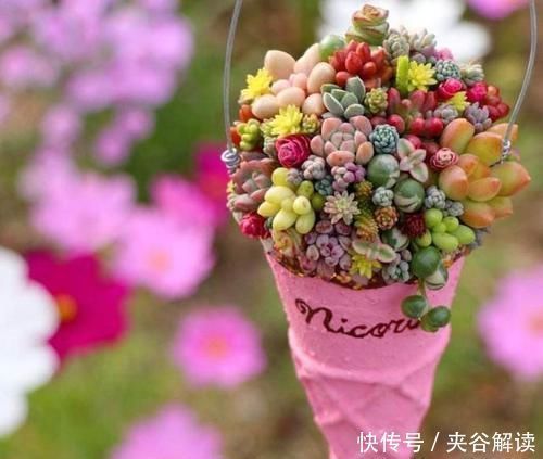 招人|多肉可爱招人喜欢,怎么养得好,其实有方法
