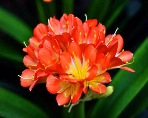 君子兰不开花怎么办十年花店老板透露,只需满足3个条件