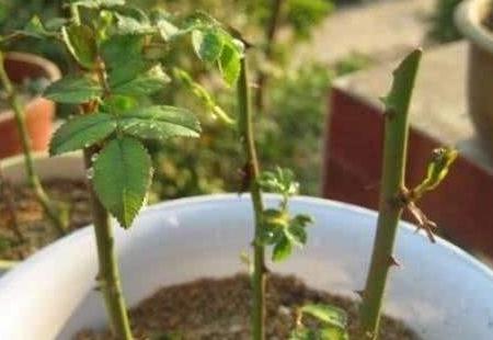 3种花现在扦插还不晚,剪个枝插盆里,生根快成活率高