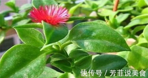 排毒|人到中年想长寿,常吃4种食物,排毒清肠,补水肌肤,早吃早受益