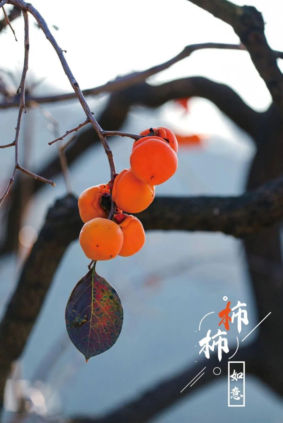 特写|图片特写｜年年岁岁，“柿柿”如意