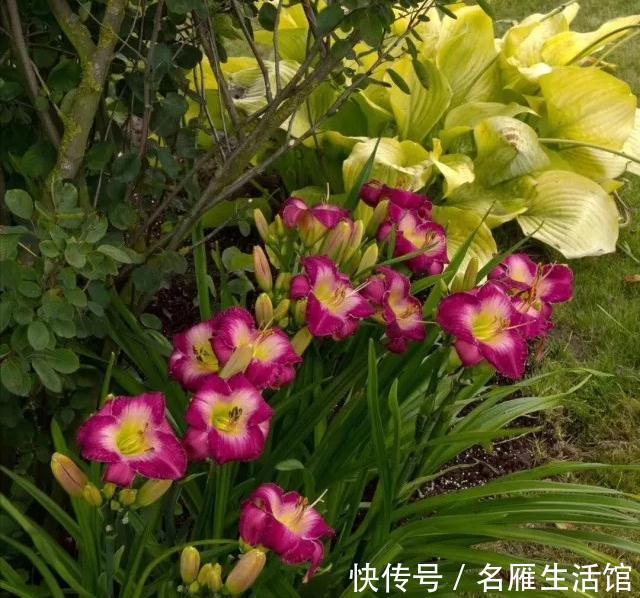6种“漂亮花”,农村特别多,种一棵就开成花海,秋天赶快种起来