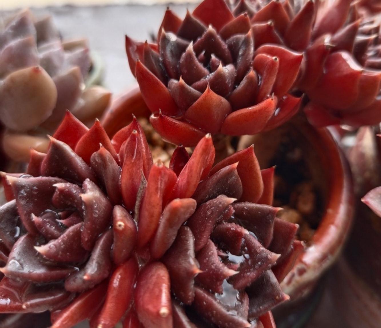 多肉一养就死,那是因为没做好这些