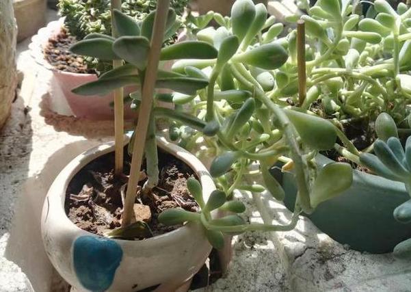 多肉徒长、叶片又肥又大该怎么解决2步操作，让它过夏就变美