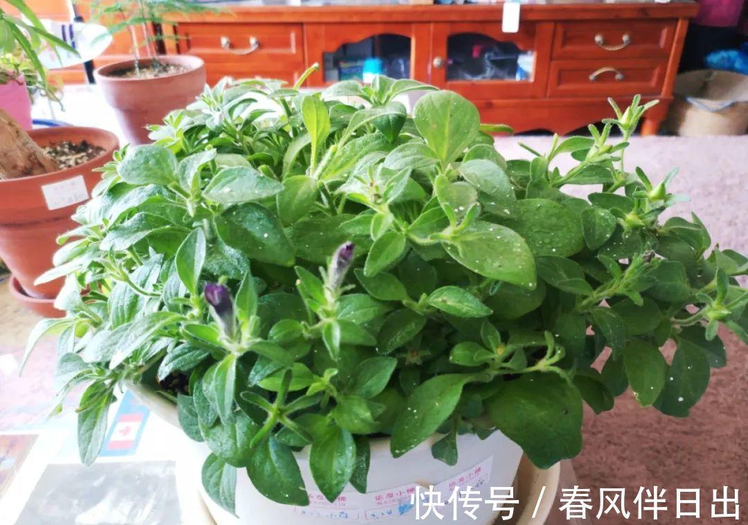 施肥|8种花赶紧剃头,剃得越狠,开花越多