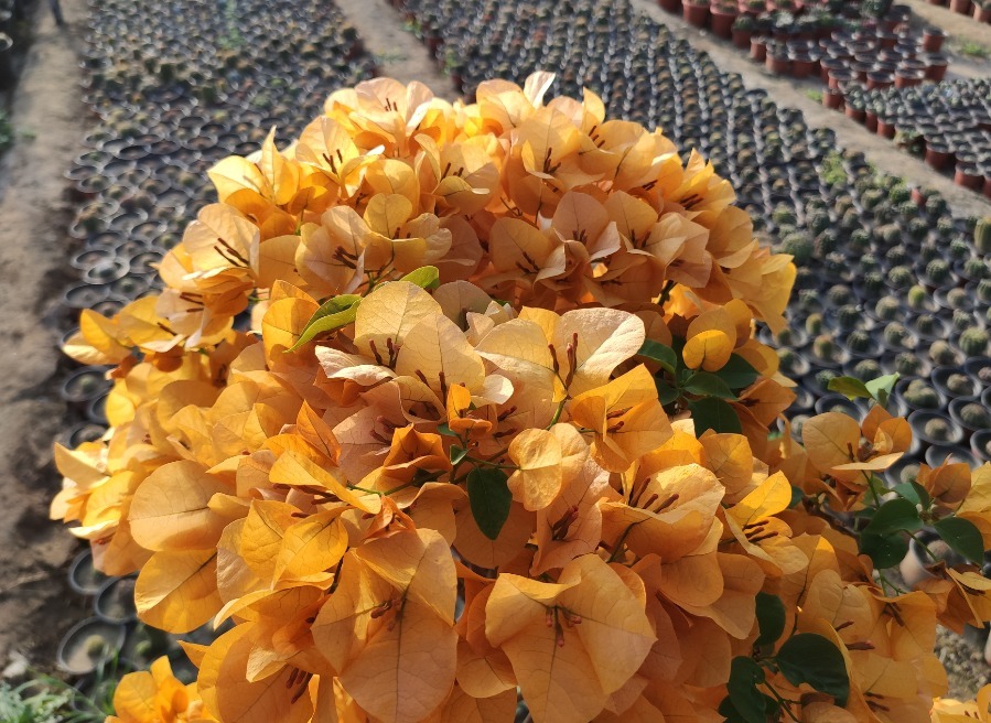 透气性|养三角梅最怕不开花，如果你是新手，从5点入手，让它一年开多次