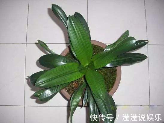 光照|养好君子兰，首先要“戒掉”3个坏习惯，要不烂根、不长、不开花