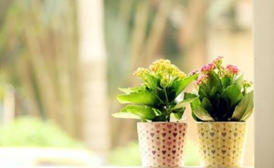 君子兰|还在按天给花浇水?那你的花离死不远了