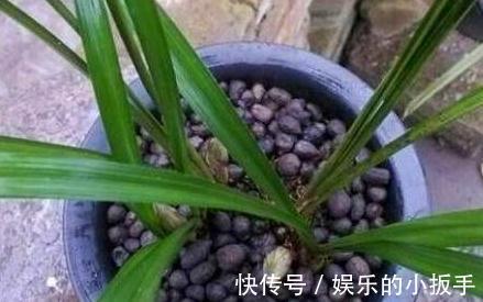 家里养2种花，用羊粪最合适，肥效温和持久，关键不伤根