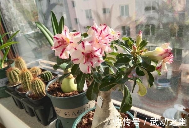 懒人养花,首选沙漠玫瑰盆栽,耐旱好养,开花美!
