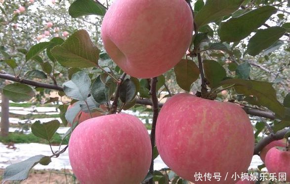 时间段|每天一个苹果,疾病远离你,苹果在以下哪个时间段吃最好呢?
