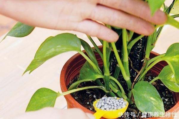 养花杀手的“臭毛病”,怪不得总是养死花,看看你占了几条!