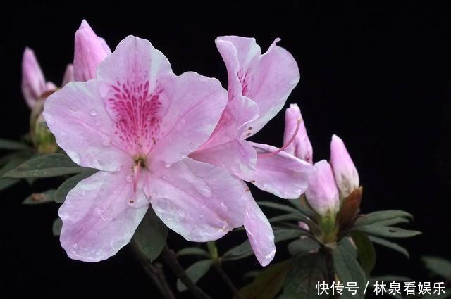 杜鹃花|到了秋天只能扦插这4种花,剪根枝条能生根,来年开花香满屋