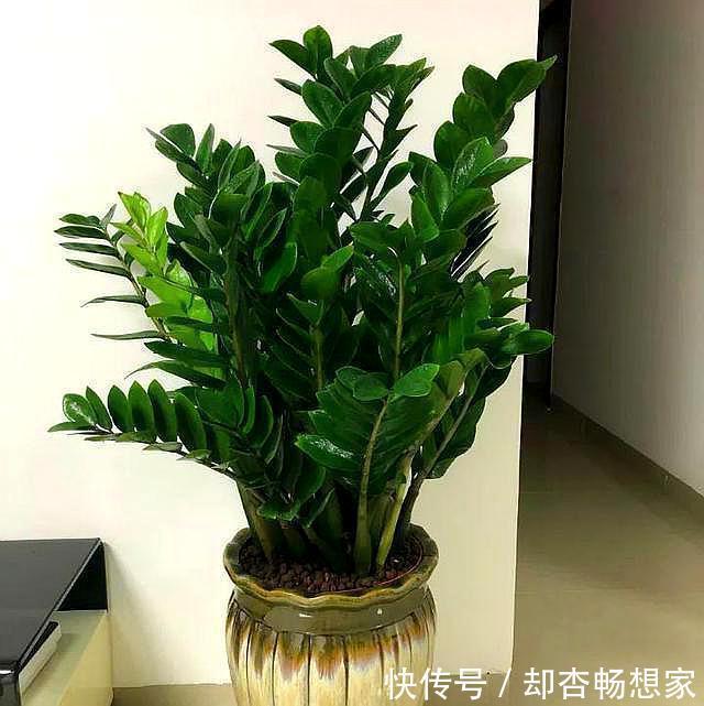 金钱树没精神老黄叶，挪个位置、剪两刀，植株粗壮、长得绿油油