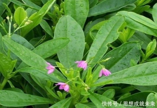 玉参|聪明人最爱这种野菜,补中益气,治气虚乏力,营养丰富,别错过了