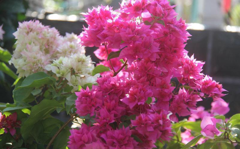 光照|又到了三角梅盛开的季节,做好3步,阳台也能养很好,照样爆花