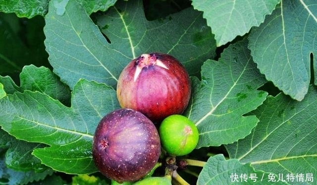 香甜|买无花果时,绿皮紫皮不重要,掌握4个小技巧,个个软糯香甜