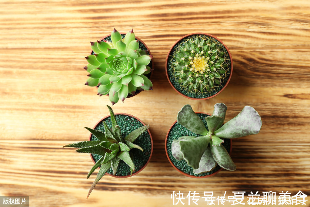 多肉植物怎么浇水？提供浇水七大知识点，让养殖多肉变得更加简单