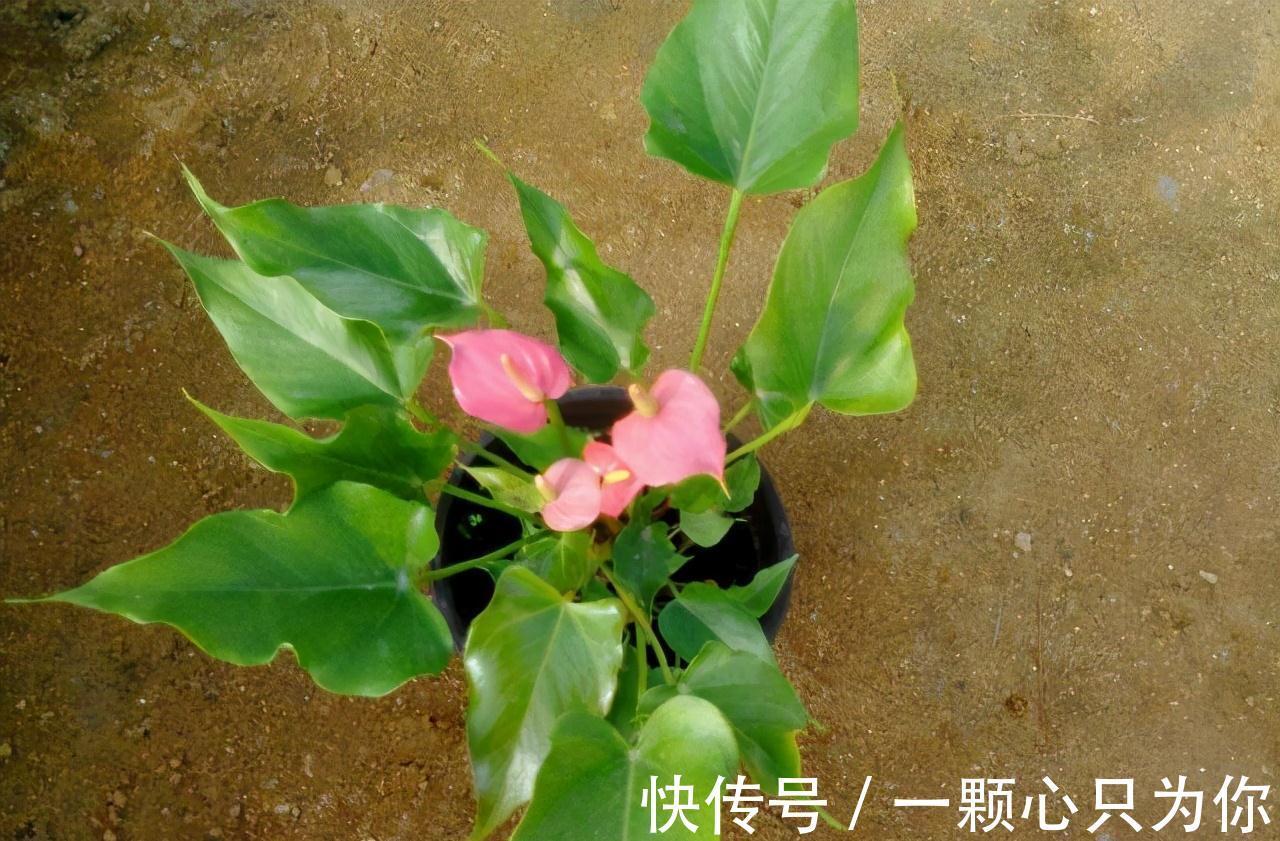 果皮|垃圾桶三种废物,千万别扔,都是养花神器,养啥花都爆盆