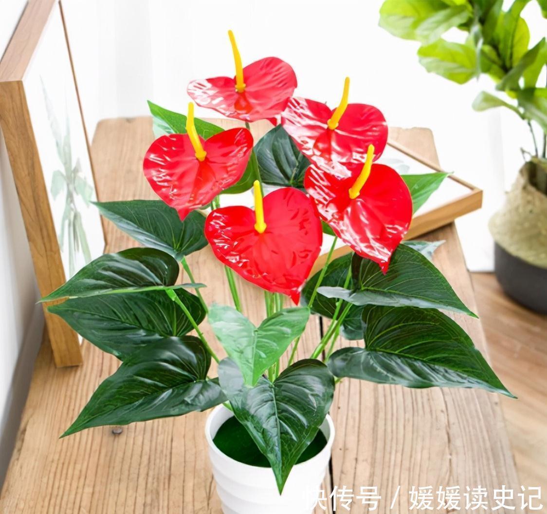 10种“旺运花”,家里至少养一盆,漂亮吉祥还“养人”