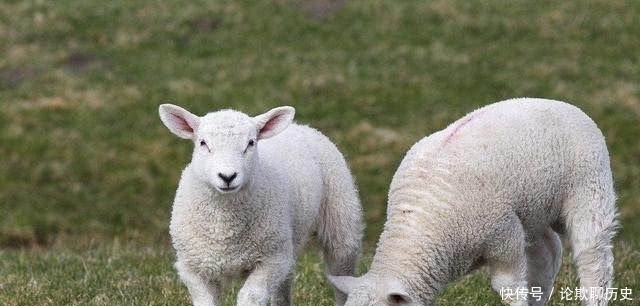 唐朝1宰相向高僧问:我寿命多久?高僧:吃完1万只羊,死期就到了!