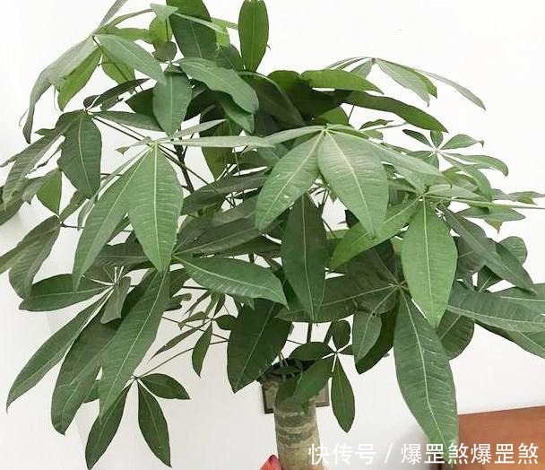 淘米水兑点它,营养足酸性大,发财树浇一点,新叶新芽一起冒!