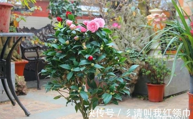 分化|茶花爱“喝水”,这“三位置”留点水,“撒欢长”入春再开三茬花