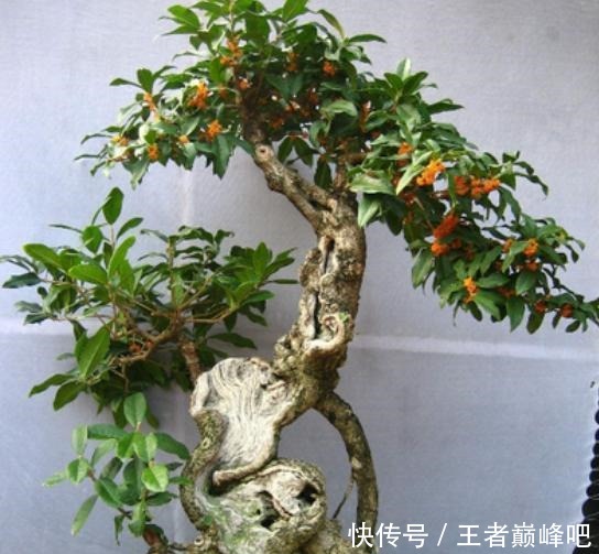 家中不能养桂花盆景这是我见过最好的依据,真是这样,不信不行!