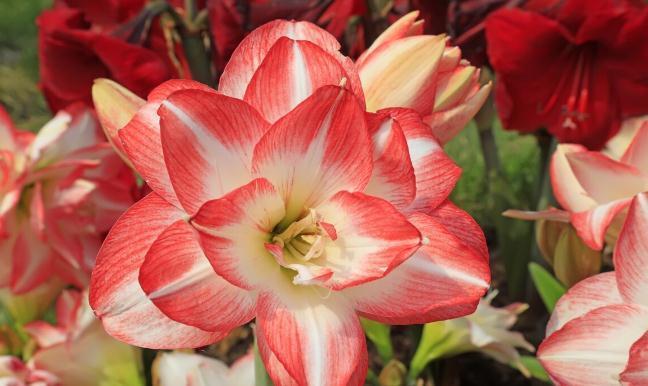 养这7种花,预算够就买好的,预算不够干脆别买