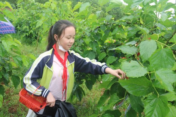 走出校门走进农庄，孩子们说，这节劳动课很“甜”