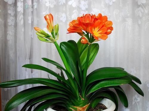 养君子兰,教你一招,侧芽蹭蹭长,叶片挺拔如折扇!