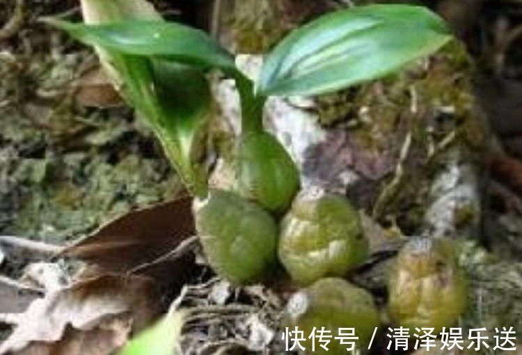 常生|农村大山里藏着的“稀罕”宝贝尤其最后一种，价值10万一斤！