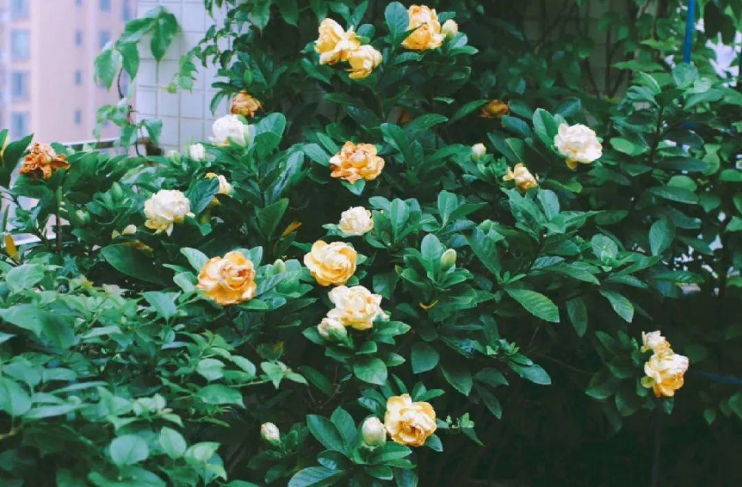 10个偏方,能省不少钱,把花养的又肥又壮