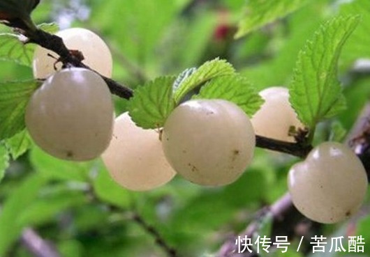 腰腿痛|一种维C高的野果,每天两个,腰不酸了,皮肤白了,气血足