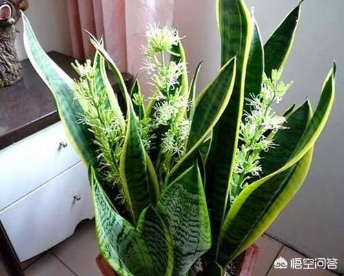 虎尾兰浇水是指浇透水吗？需要注意什么？