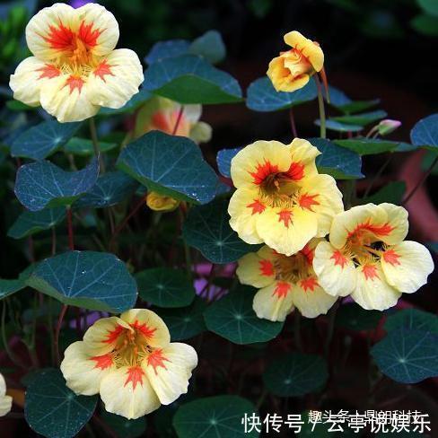 5款吊起来养的开花植物,简直美爆啦!以及它的保养方法