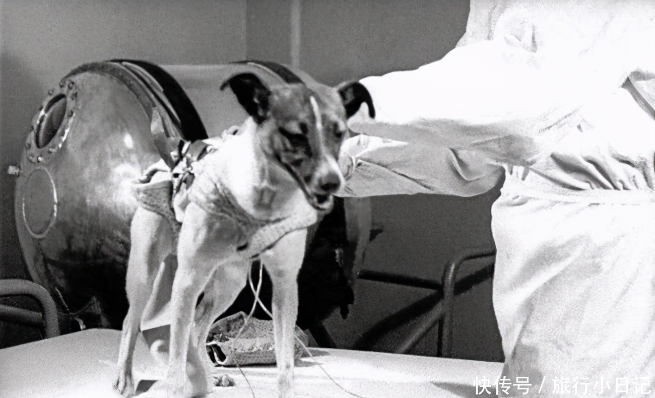 悲催的太空狗莱卡,在进入太空前就知回不来,死亡真相被隐瞒45年