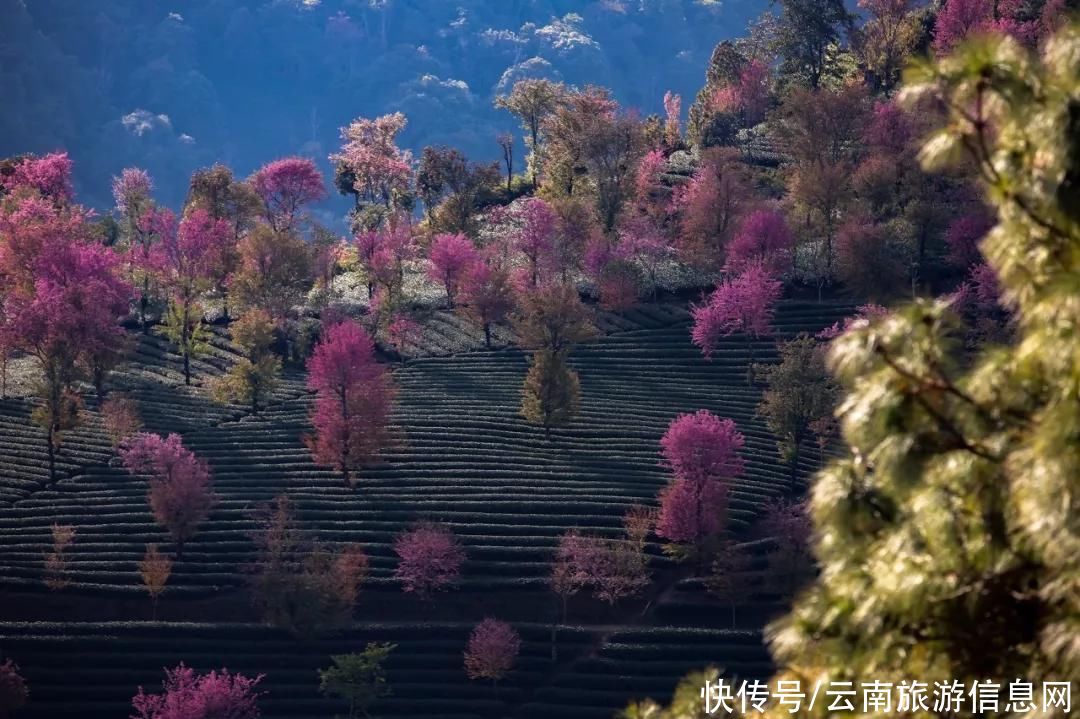 樱花|无量山2000亩的樱花开了，等你来