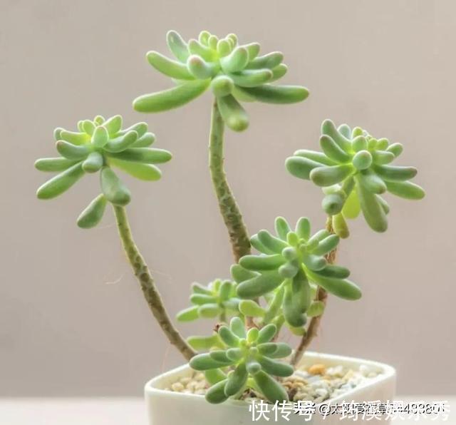 胖嘟嘟|怎么把多肉养得胖嘟嘟?做好5个关键点株型紧凑又好看