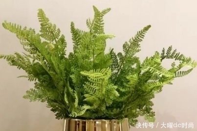 植物|农村儿时常见的野草，全身都是“宝”，不仅能食用还能缓解疲劳