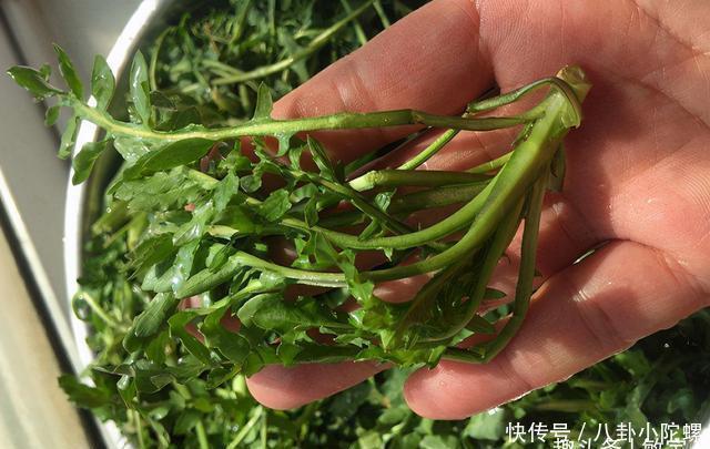 蔬菜|几样常见的蔬菜,寄生虫特别爱钻,尤其最后一种,你可能经常买