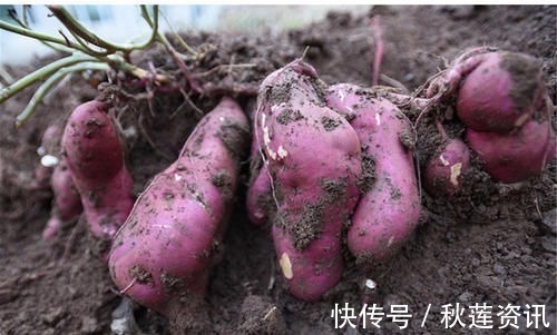 高血糖|经常吃红薯,3个益处不请自来,医生却说这两类人最好不要吃