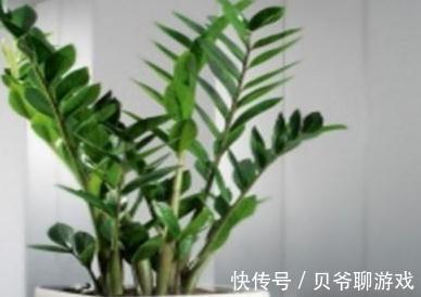 金钱树怎么养都不会死，只要把握好3个不要，就能轻松爆盆