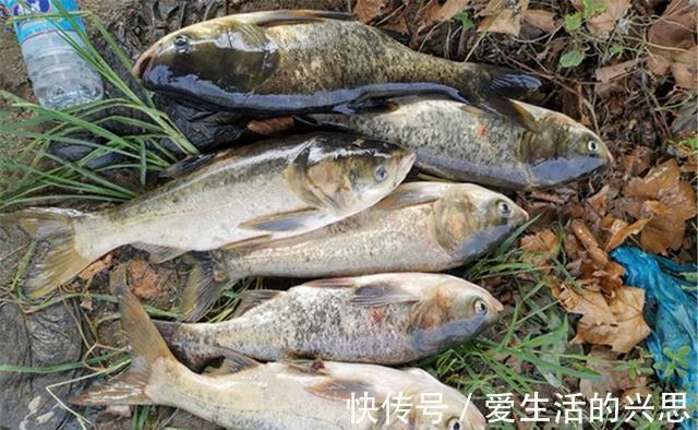 垂钓|气温越高，吃口越好的几种鱼，盛夏把这些鱼做目标，钓鱼很少扑空