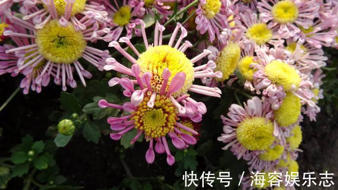 小蜂侠|喜欢菊花，不如养盆“欧洲小米菊”小蜂侠，似毛绒蜜蜂，可爱至极