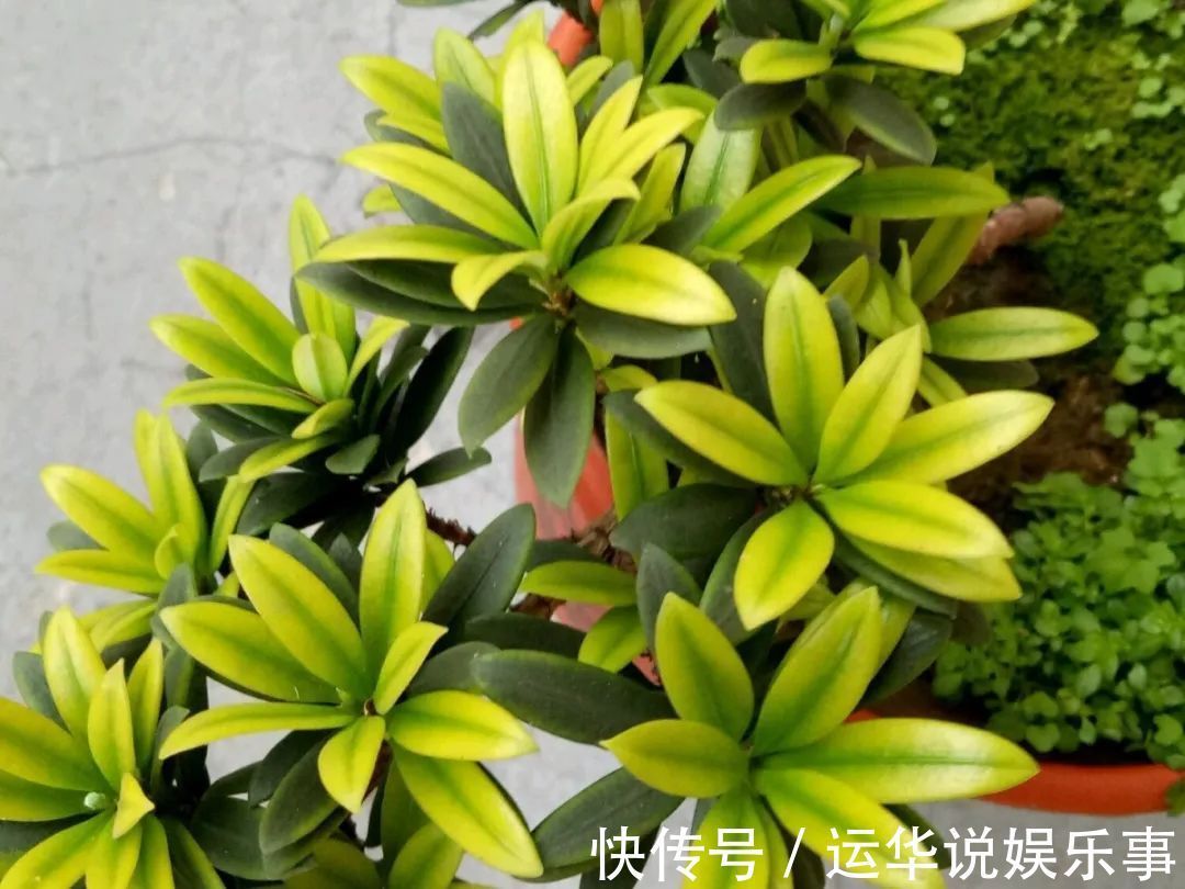 10种花爱喝醋,浇水加点酸,叶子油亮爱开花!