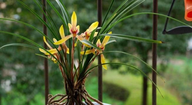 别发愁，养花不会施肥啦，用这3样有机肥，好用又不烧根