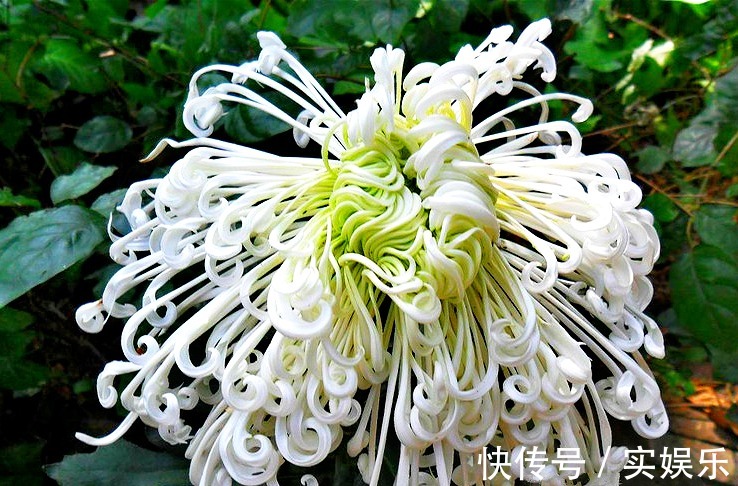 中叶柄|喜欢菊花,不如养盆“菊中珍品”白龙细爪,似游龙翱翔,洁白如玉