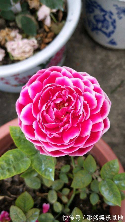 喜欢菊花,不如养盆彼得布兰德,开花红艳似火,花型艳丽!