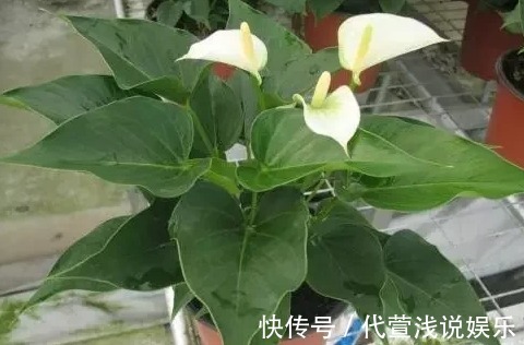 一叶兰|最适合卫生间养的5种植物，耐阴还能去异味